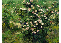 VR2-72 Vincent van Gogh - Kvetoucí keř růží