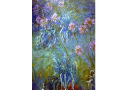 VCM 73 Claude Monet - Agapanthus