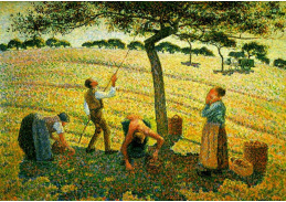 VCP-103 Camille Pissarro - Sběr jablek v Eragny