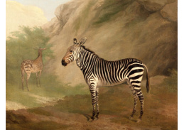 SO V-508 Jacques-Laurent Agasse - Zebra