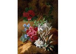 XV-11 Adele Schuster - Alpské květiny