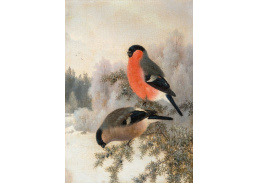 SO XVII-53 Ferdinand von Wright - Ptáci v zimě