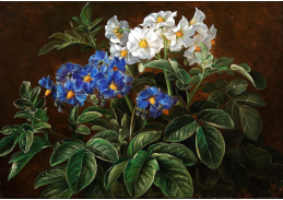 A-1337 Johan Laurentz Jensen - Bílé a modré květy