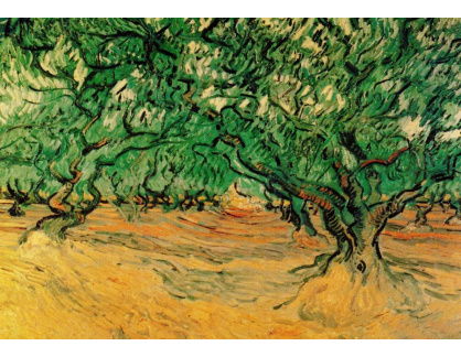 R2-1007 Vincent van Gogh - Olivovníky