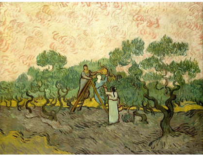 VR2-175 Vincent van Gogh - Sběrači oliv