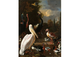 VH769 Melchior d Hondecoeter - Pelikán a další ptáci