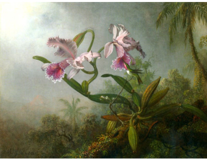 VU101 Martin Johnson Heade - Růžové orchideje s kolibříkem na větvičce