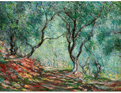 DDSO-2252 Claude Monet - Olivovníky v zahradě