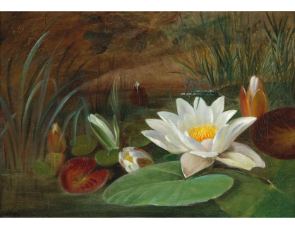 DDSO-1524 Auguste Wilhemine Reichelt - Vodní lilie