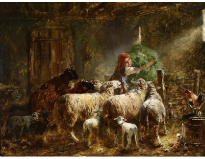 VSO 1114 Otto Gebler - Krmení ovcí