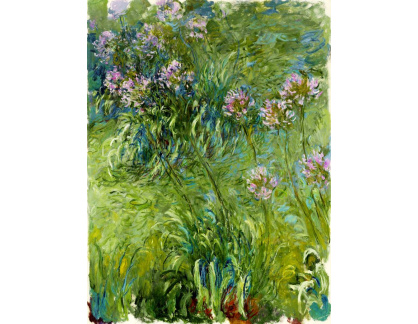 SO IV-1 Claude Monet - Agapanthus