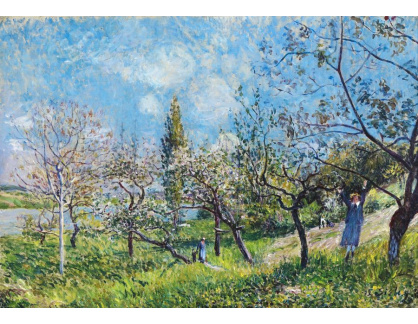 SO XI-9 Alfred Sisley - Ovocný sad na jaře
