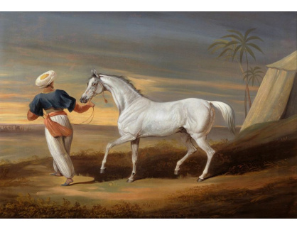 SO XI-348 David Dalby - Arabský kůň v pouští