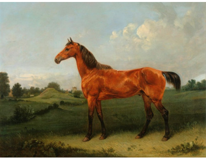 SO XI-377 Edmund Bristow - Kůň v oboře