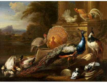 SO XII-292 Marmaduke Cradock - Pávi, holubice, krůty, kuřata a kachny
