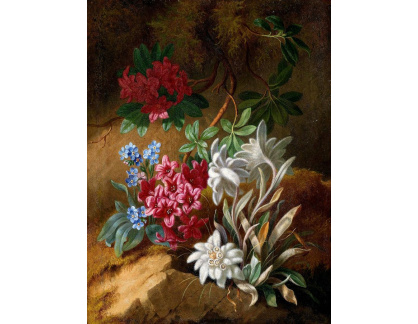 XV-11 Adele Schuster - Alpské květiny
