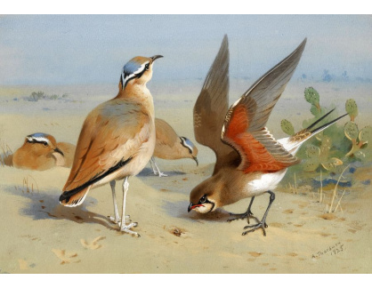 SO XVI-246 Archibald Thorburn - Krémová barva ptáků
