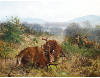 SO XVI-355 Carl Friedrich Deiker - Souboj jelenů