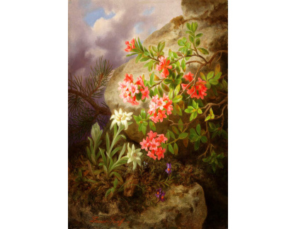 KO II-238 Josef Lauer - Alpské květiny