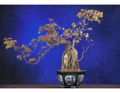 VZ021 Zátiší s bonsai