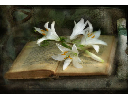 VZ136 Zátiší s knihou a květinami