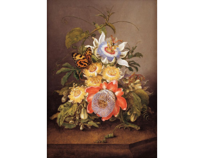 A-1404 Ferdinand Bauer - Květinová vášeň