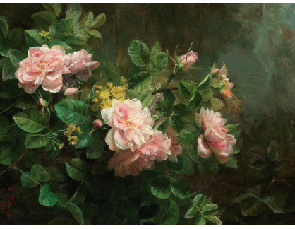 A-1799 Medard Rittershoffer - Růže