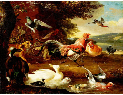 A-1801 Melchior Hondecoeter - Kuřata a kachny