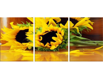 Slunečnice - 3-dílný obraz, 180x80cm