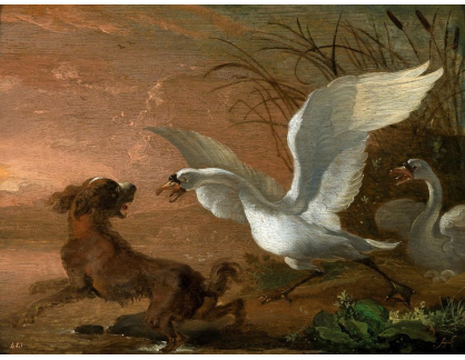 A-3339 Abraham Hondius - Labuť útočící na psa