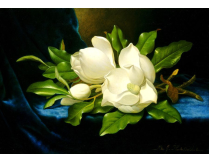 DDSO-4565 Martin Johnson Heade - Velké bílé magnolie na modrém suknu