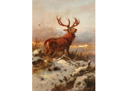 A-7731 Anton Schrödl - Řvoucí jelen v zimním večerním slunci