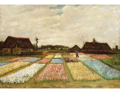 DDSO-4294 Vincent van Gogh - Květinové záhony v Holandsku