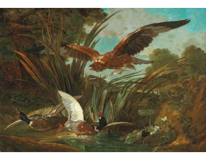 D-5917 Jean Baptiste Oudry - Kachny napadené dravým ptákem