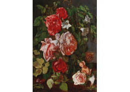 D-6790 Marie Absolon - Růže