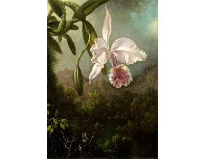D-7954 Martin Johnson Heade - Květy orchidejí