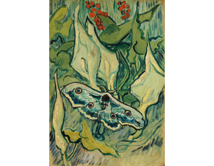 A-52 Vincent van Gogh - Velký noční motýl