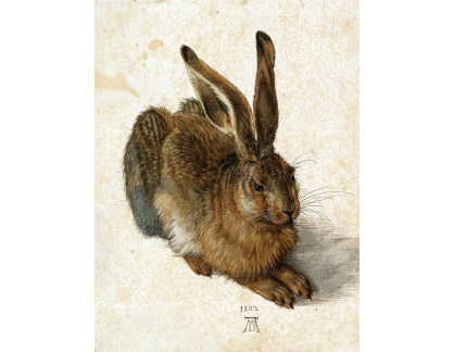 VR12-38 Albrecht Dürer - Zajíc